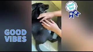 Lab fun overloaded😋||Enjoy Belly Rub😈 #shorts || pet track dog