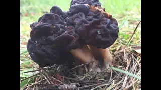 False Morel also known as Turban Fungus Gyromitra exsculenta