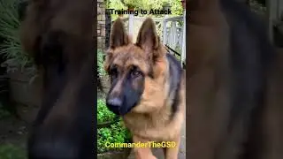 Training Commander to attack. #germanshepherd  #longcoatgsd #gsdtraining