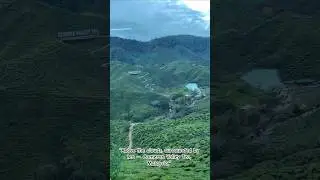 Cameron Valley Tea 🍃 Pure Green Serenity#Shorts #malaysiatravel #NatureShorts