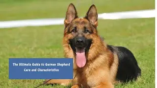 The Ultimate Guide to German Shepherd Care & Characteristics
