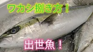 [魚の捌き方]ワカシ捌き方！出世魚です！