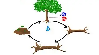 Energy Flow and Nutrient Cycling