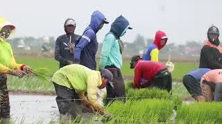 Tandur ning sawah bpk H. Munawir
