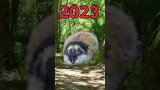 2023 Lemming vs 5000 bce Lemming