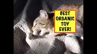 The Best ORGANIC Cat Toy I Have Found!