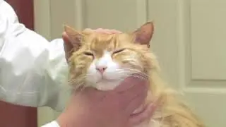 How to Detect Skin Cancer in Cats
