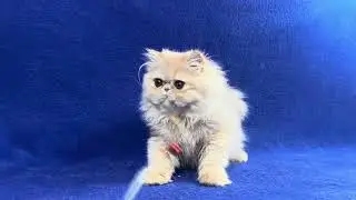 Persian Cream Tabby Female of Majestymeow Cattery!