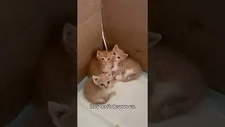 They Don&rsquo;t Deserve Us! #kittens #babykitten #rescue
