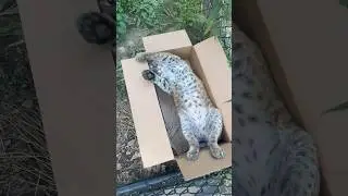 Manka found the purrfect box size #cats #cat #bobcat