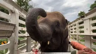 Спасение слона Гон Тонга в заповеднике для слонов! — ElephantNews