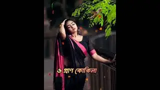 ও প্রাণ কোকিলা কোন বনেতে লুকাইলা। o pran kukila kon bonete lukaila bangla sad song 2024