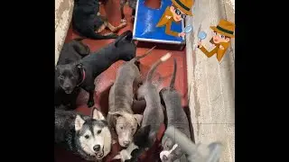 The thin line between animal rescue and animal hoarding. The companion animal industrial complex....