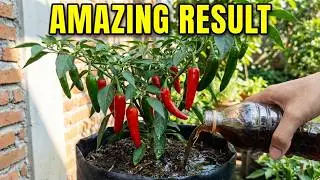 How to Make Bottle Compost and Leachate Water for Healthy Plants!