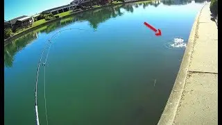 EPIC Surface Bream Hook-Up on a Topwater Lure!