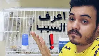 لماذا الببغاوات او الطيور لا تنتج عندي ؟
