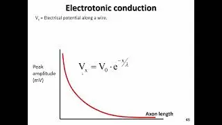 BIOL 3060 BIOELECTRICAL SIGNALING   slides 42 47