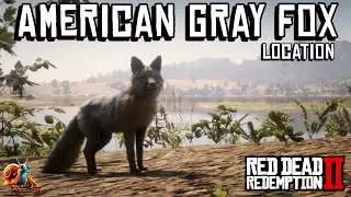 American Gray Fox Location - Red Dead Redemption 2