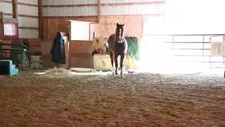 2023 Morgan Filly for Sale | OCF Twilight Teah aka Aster