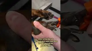 How to Trim Dog Nails | Dog care and Grooming | dog Nails Cutting #dogcare #doggroomingtips #doglife