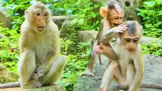 Sister Rainbow really gets excited when she sees baby Lily enjoy playing with baby Kendra💕🐒