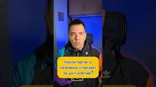 Какой орган у человека отвечает за долголетие?