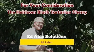 Black Tartarian Cherry,  A Pioneer In The History Of The Cherry.  For Your Consideration