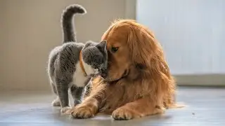 How Pet Insurance Works & How Much It Costs  #petinsurance #insurance #vetinsurance #vet #veterinary