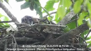 Oriental Honey-buzzard (Pernis Ptilorhynchus torquatus - Chick)  @ Chiu S C DSCN8487