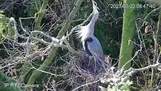 Heron Nest Arranging and Courtship - March Point Heronry 2023