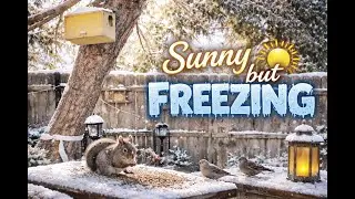 Sunny but Freezing ❄️ A Peaceful Snowy Day with the Backyard Bunch.  #squirrel #birds #cute #nature