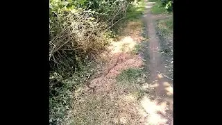 Big Rat Snake Spotted Beside the Road || Wildlife Encounter || Rat snake|| Endless Post||