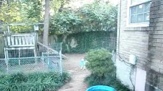 blue eyed white pit bull Mama G catching frisbee