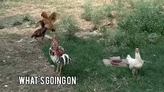 Rooster Enjoyed mating with Desi hen❤️ Full video 💞