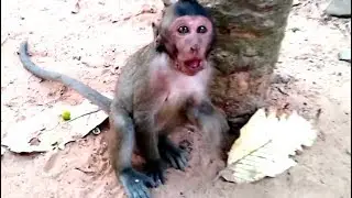 What happen on Timo? Why mouth Poor baby monkey Timo have blood. Ah no blood is grape.