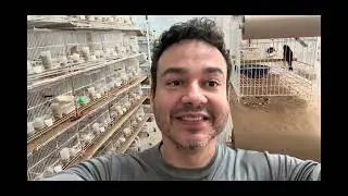 Atualização: Clima, filhotes e dica de farinhada úmida.