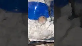 #hamstershorts #syrianhamster #hamster #cute #pets #funny #animalshorts #cuteanimals #petshorts #fyp
