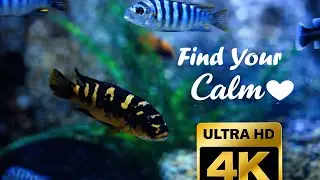 4K Aquarium Relaxing Fish Tank & Smooth Saxophone Music &ndash; Stress Relief, Sleep, Study