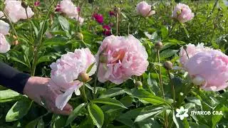 Pink Vanguard peony. Пинк Вангард пион. Пулков сад (2025 г.)