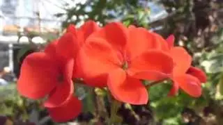 Geraniums - Pelargonium &times; hortorum -  Pelarg&oacute;n&iacute;ur - M&aacute;nabr&uacute;&eth;ur - Stofuplanta - Sumarbl&oacute;m