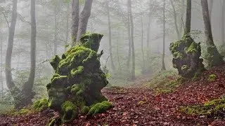 Los Barrios, el bosque de niebla. Cádiz