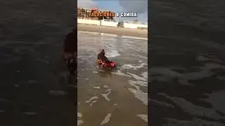 🐔🏖️ Una gallina en la playa&hellip; &iexcl;estar&aacute; vacacionando! 🌊😂