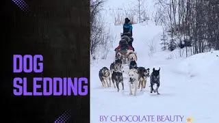 DOG SLEDDING | One of the best winter activities #winter #winterseason #viral #dog 