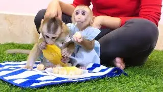 Monkey Jody And Jona Very Enjoying  Mango And Lanzones Fruits | lovely Monkey Eat Fruits