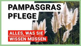 Pampasgras pflegen: 7 Tipps für ein gesundes Wachstum