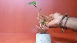 Upcycling Broken Bulb Plant Pots | Creative Planting Ideas & DIY Projects //GREEN PLANTS