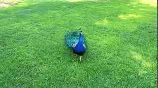 Mating call of a peacock