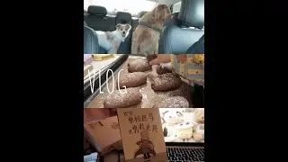 Vlog🥤）好天气里的冰饮🧊一起宅家做面包吧 Hii，晚上好最喜欢下班后见面的时间本期关键词：狗狗翻新日｜冬天的冰饮｜清炖牛肋条｜巧克力面包｜2025年日历#vlog #日常vlog #生活