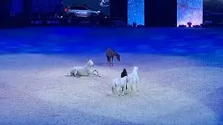 NIEZWYKŁE POKAZY ANNE-GA&Euml;LLE BERTHO WRAZ ZE SWOIMI KOŃMI