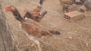 Indian chicken with feathers on its feet🐔🤠